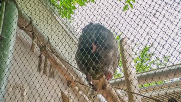 チンパンジーは檻の中の枝に座っている いい夏の日ですね 動物園で楽しい時間を過ごしています — ストック動画