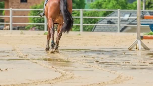 Eine Junge Frau Reitet Mit Ihrem Pferd Auf Nassem Sand — Stockvideo
