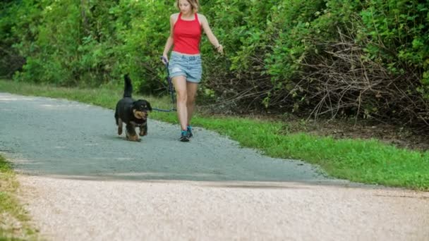 Söt Liten Hund Njuter Att Vara Utomhus Med Sin Ägare — Stockvideo