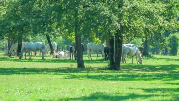 美しい白い馬は晴れた日にスタッドファームの外で草を食べています — ストック動画