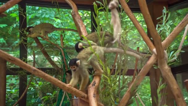 Macacos Estão Ramos Zoológico Estão Comer Folhas Visitantes Estão Observá — Vídeo de Stock