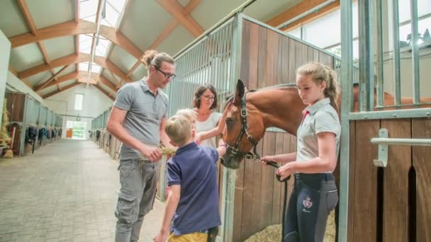 Belo Cavalo Marrom Está Seu Estábulo Toda Família Está Acariciando — Vídeo de Stock