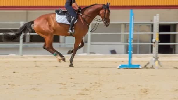 Brown Horse Jumps Beautifully Barrier Horse Arena Young Girl Excellent — Stock Video