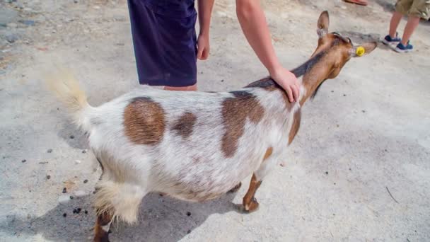 Las Cabras Están Caminando Entre Los Visitantes Zoológico Una Mujer — Vídeo de stock