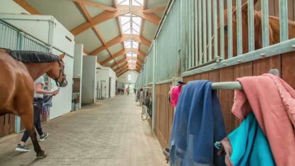 有几匹马已经在马厩里了 一个年轻的骑手也把她的马带到他的马厩里 — 图库视频影像