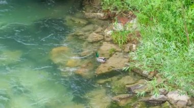 Bir ördek bir taşın üzerinde duruyor ve güzel yeşil bir suda yüzmeye başlıyor..