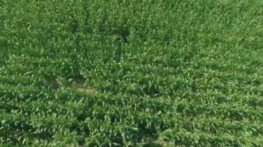 Güneşli bir günde güzel tarım alanının hava görüntüleri.