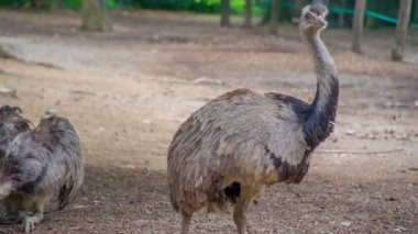 İki bebek devekuşu Ljubljana 'daki hayvanat bahçesinde kafeslerinde dolaşıyorlar..