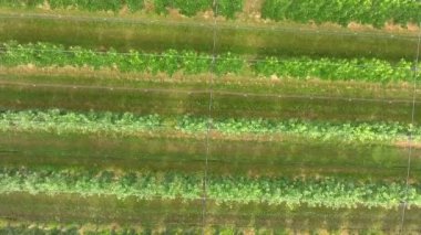 Meyve ağaçlı güzel tarlaların hava görüntüleri.