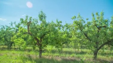 Araba yolculuğundaki doğa görüntüsü.