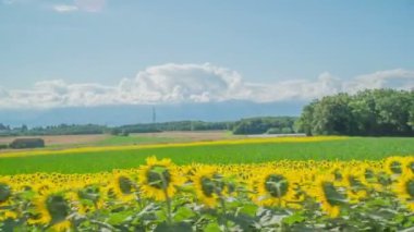 Araba yolculuğunda ayçiçeği tarlasının görüntüleri.