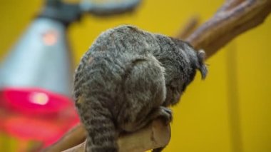 Hayvanat bahçesindeki bir ağacın dalında bir maymun oturuyor. Ziyaretçiler hayvanları gözlemliyor..