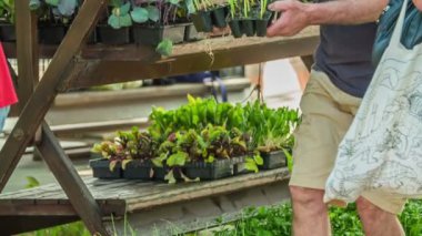 Bir adam satın almak istediği soğan fidanlarını topluyor..