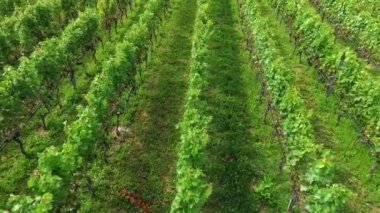 Meyve ağaçlı güzel tarla görüntüleri.