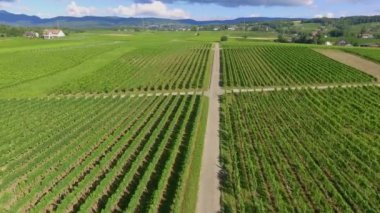 Meyve ağaçlı güzel tarla görüntüleri.