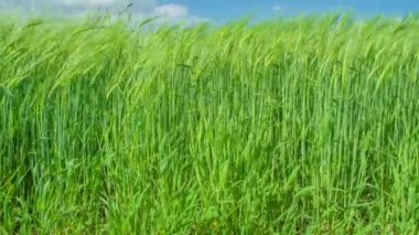Uzun yeşil buğday rüzgarda hareket ediyor. Rüzgâr bu bahar günü huzur içinde esiyor..