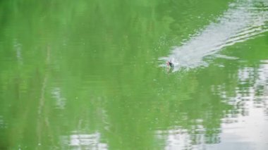 Bir balıkçı balık yakaladığı için oltayı çekiyor..