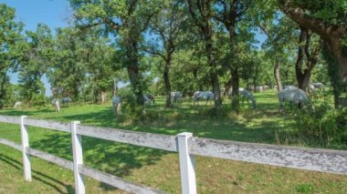 Güzel beyaz atlar güneşli bir günde dışarıda çim yiyorlar.