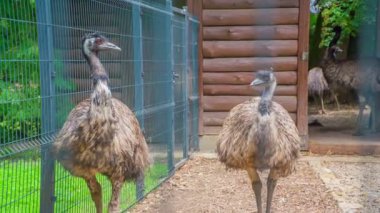 İki devekuşu kafeslerinde dolaşıyorlar ve hayvanat bahçesine gelen insanları izliyorlar..