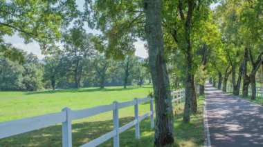 Güzel beyaz atlar güneşli bir günde dışarıda çim yiyorlar.