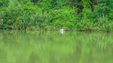 Muhteşem yeşil bir göl ve arka planda güzel bir orman..