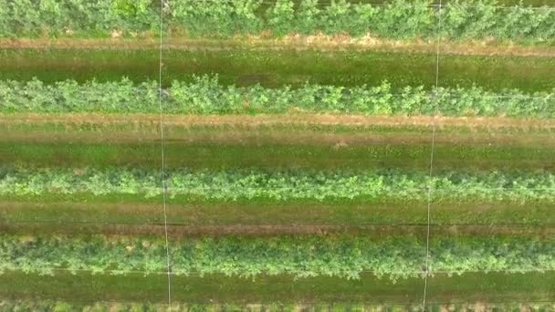 Flygbilder Vackra Agrofält Med Fruktträd — Stockvideo