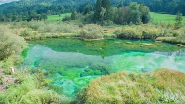 Красиве Зелене Озеро Літній Час Природа Справді Фантастична Прийшов Літо — стокове відео
