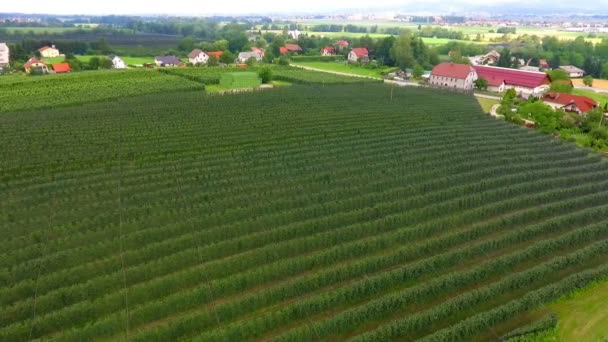 Flygbilder Vackra Agrofält Med Fruktträd — Stockvideo