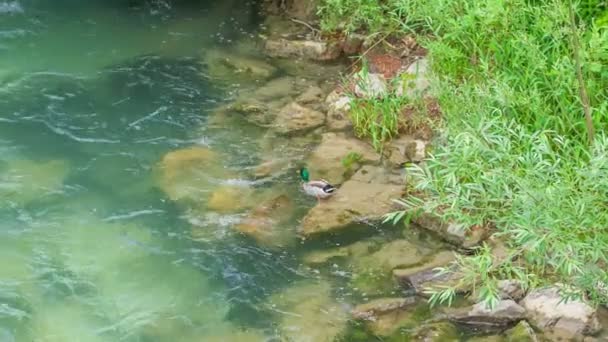 Pato Está Sobre Uma Pedra Começa Nadar Uma Bela Água — Vídeo de Stock