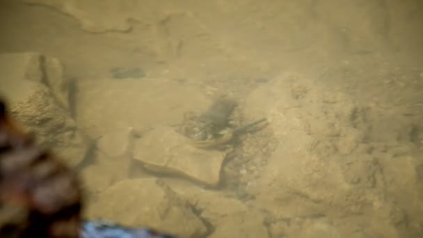 Zalec Celje Slovenia 2017年5月 石子和小动物在洞中的湖中 水面上有小波涛 — 图库视频影像