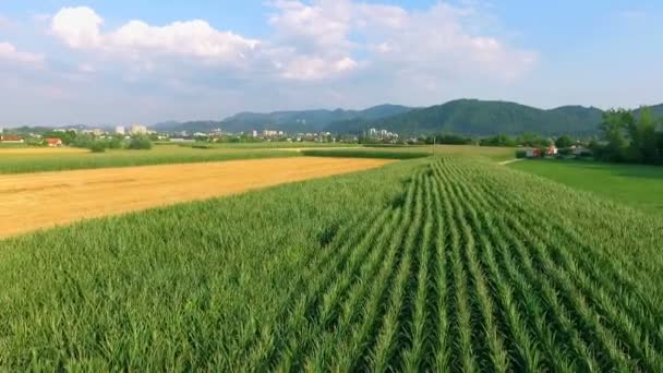 Flygbilder Vackra Agro Fält Solig Dag — Stockvideo