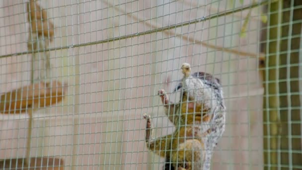 Petit Singe Grimpe Sur Filet Dans Cage Les Visiteurs Observent — Video