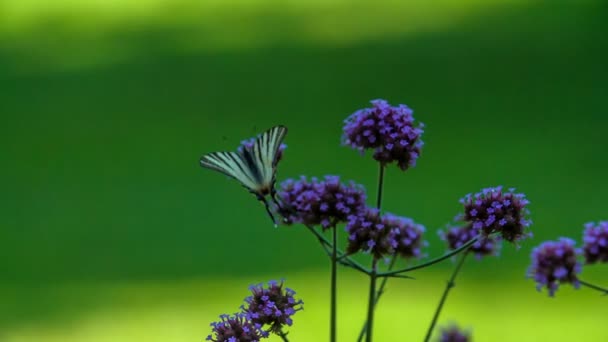 A cute purple butterfly stops on a nice flower.