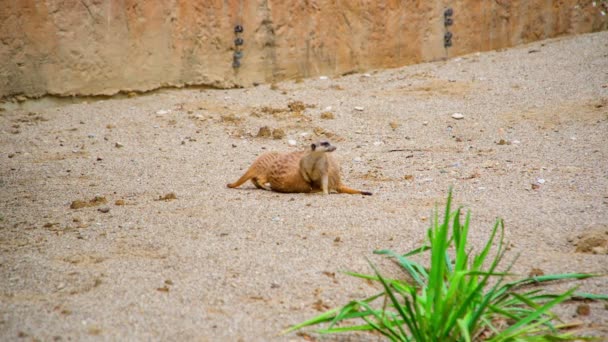 Unas Pocas Hienas Reúnen Yacen Suelo Hace Calor Zoológico Liubliana — Vídeo de stock