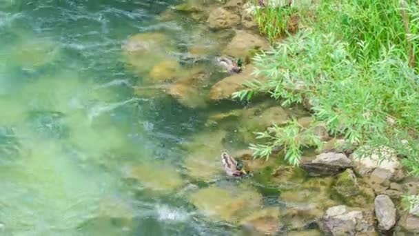 Pequenos Patos Bonitos Água Verde Cenário Muito Bonito — Vídeo de Stock