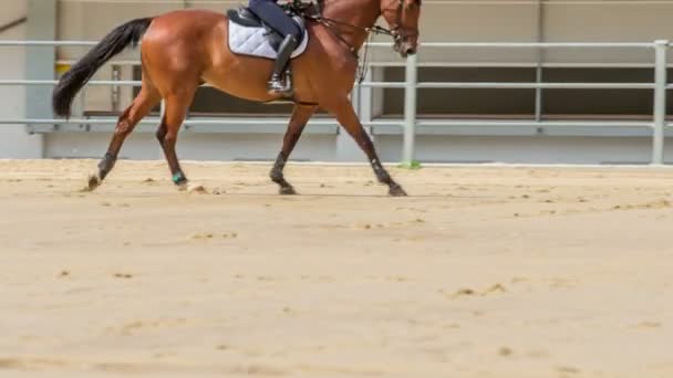 Uma Jovem Mulher Está Montando Seu Cavalo Marrom Ela Também — Vídeo de Stock