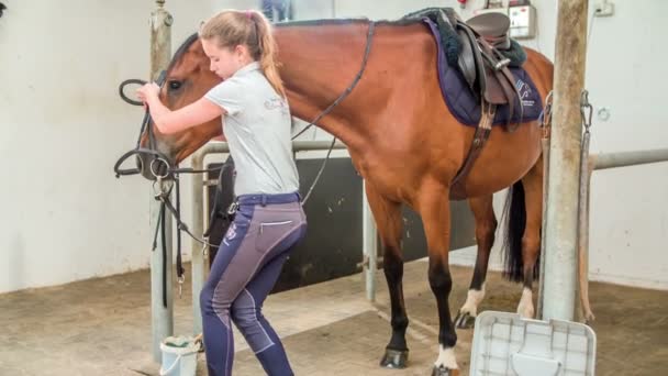 Cavalo Jovem Fica Pacientemente Uma Jovem Coloca Freio Uma Rédea — Vídeo de Stock