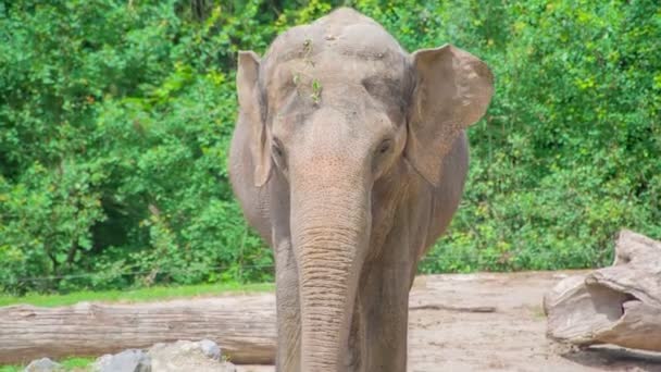 Vacker Elefant Zoo Det Fin Sommardag Ute Och Besökare Tittar — Stockvideo
