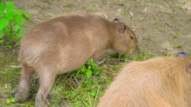 Duas Marmotas Estão Comendo Grama Meio Sua Gaiola Zoológico — Vídeo de Stock