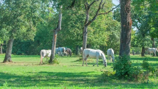 阳光明媚的日子 美丽的白马在田里吃着外面的草 — 图库视频影像