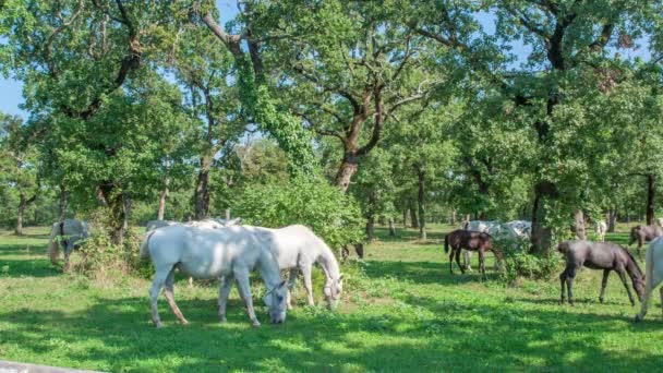 Belos Cavalos Brancos Estão Comendo Grama Fora Uma Fazenda Garanhões — Vídeo de Stock