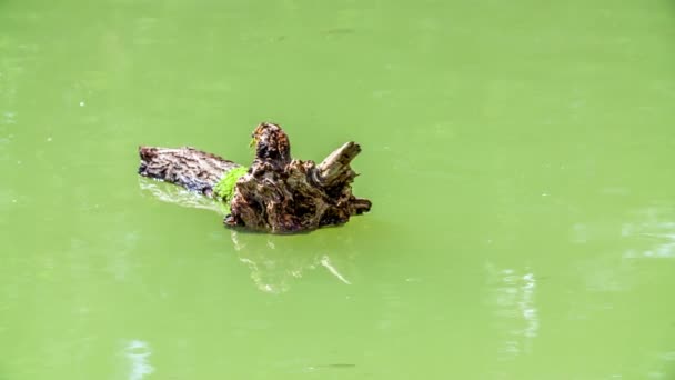 Pedazo Madera Está Nadando Superficie Agua Agua Muy Verde — Vídeos de Stock