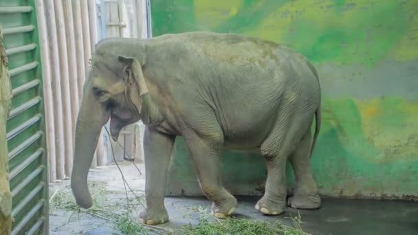 Baby Elephant Walking Indoors Stops Lifts One His Legs — Stock Video