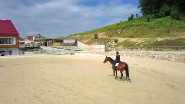 Een Mooi Bruin Paard Schrikt Ergens Van Een Jong Meisje — Stockvideo