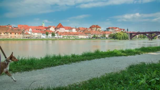 Young Woman Walking Dog One Side River Beautiful City Other — Stock Video