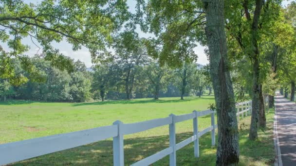 Beaux Chevaux Blancs Mangent Herbe Dehors Sur Haras Par Une — Video