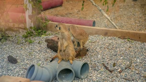 Hieny Klatce Zoo Lublanie Chodzą Klatce — Wideo stockowe