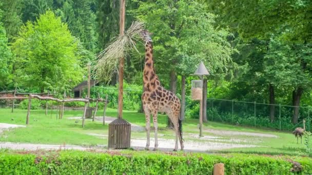 木製の棒の横にキリンが立っていて そこから草を食べています 彼女はリュブリャナの動物園で美しく緑豊かな環境に住んでいます — ストック動画