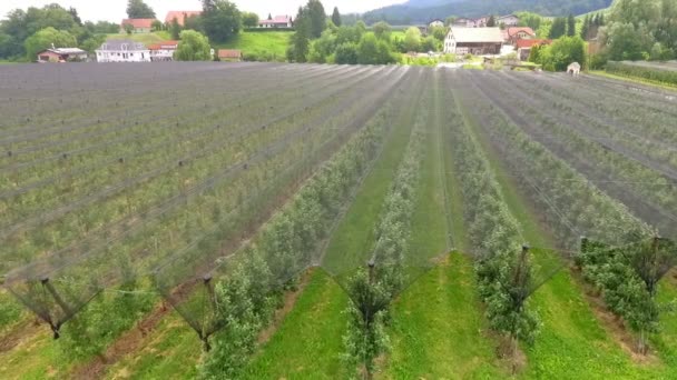 Légi Felvétel Gyönyörű Agrár Területen Gyümölcsfák — Stock videók
