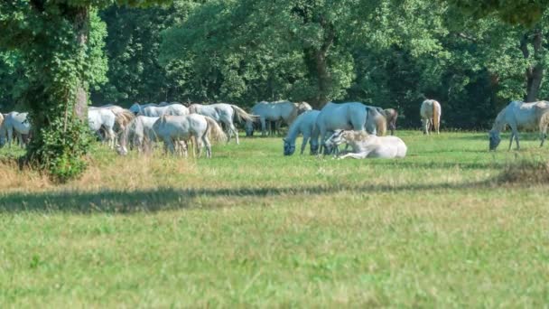 Jeden Koń Siedzi Reszta Stoi Nogach Ładny Dzień Zewnątrz Kurorcie — Wideo stockowe